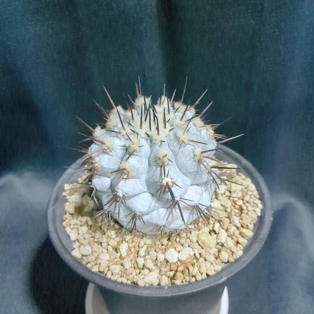 Copiapoa　コピアポア シネレア　黒王丸　美株