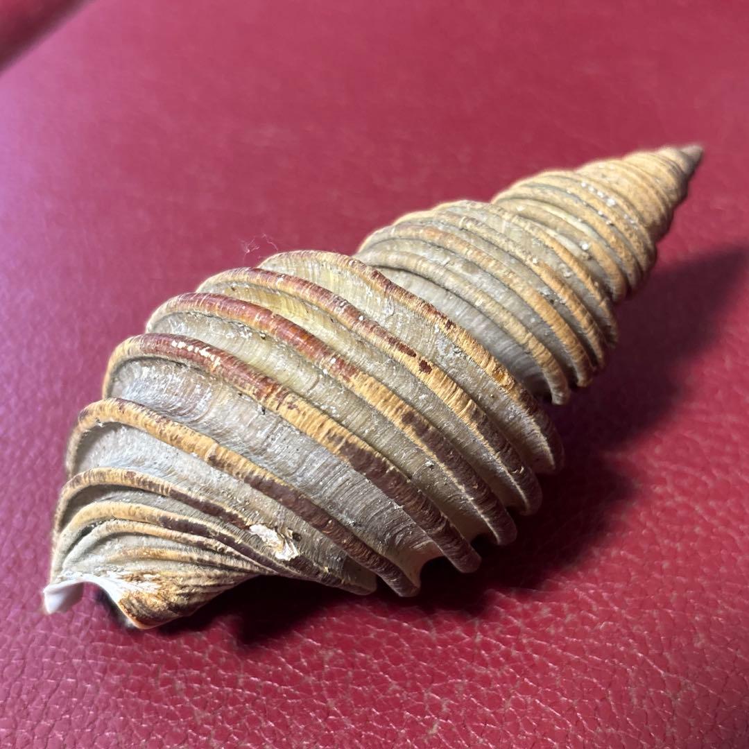 (特大) 蓋付きワダチバイ オホーツク海産　貝殻