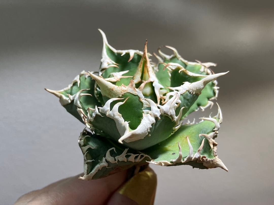 渡*志様 【初売りオークション】73 超選抜　太棘　アガベ　チタノタ　白豪刺　T