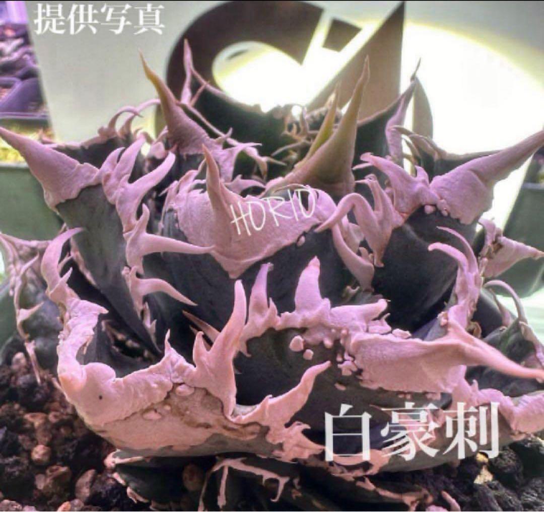 渡*志様 【初売りオークション】73 超選抜　太棘　アガベ　チタノタ　白豪刺　T