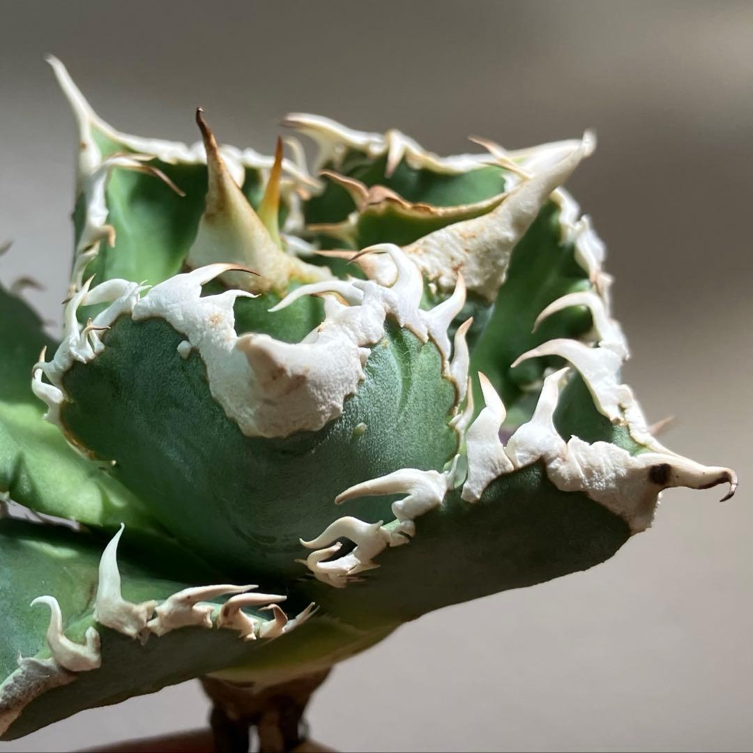 渡*志様 【初売りオークション】73 超選抜　太棘　アガベ　チタノタ　白豪刺　T