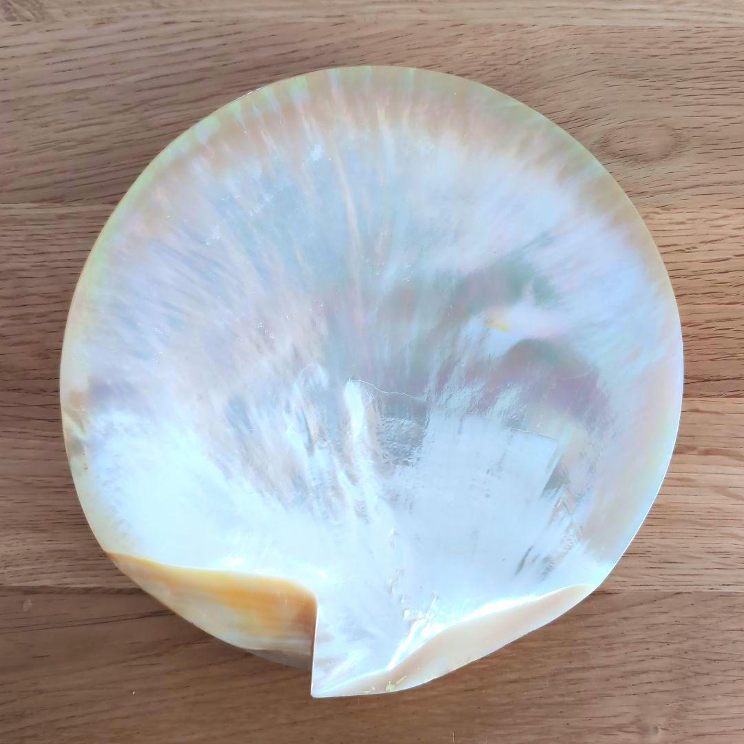 白蝶貝 貝殻製 丸型プレート 8枚セット