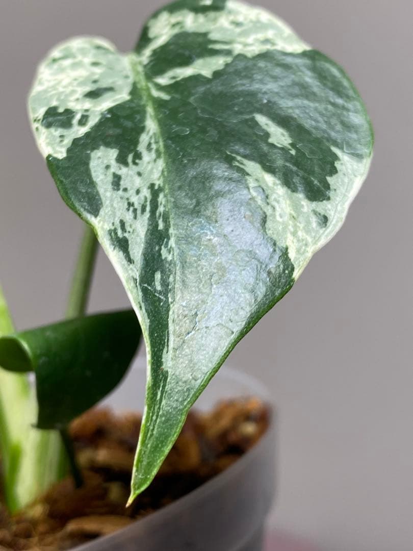 ル*ル様 【超美苗‼️】モンステラ　デリシオーサ　ベトシオーサ　バルバソー　フシ