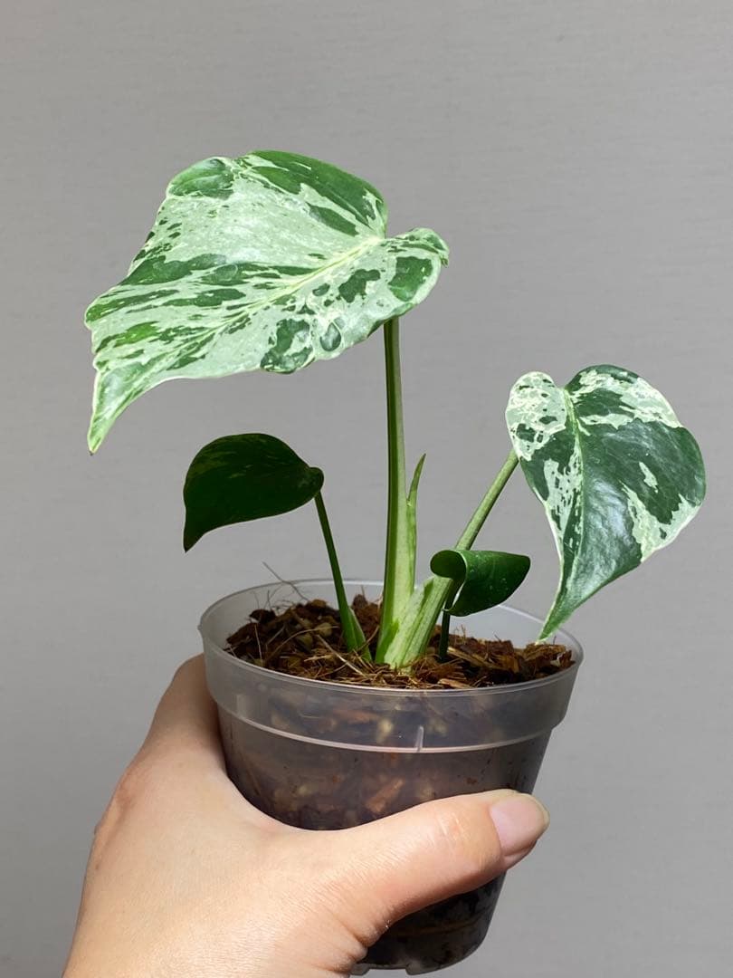 ル*ル様 【超美苗‼️】モンステラ　デリシオーサ　ベトシオーサ　バルバソー　フシ