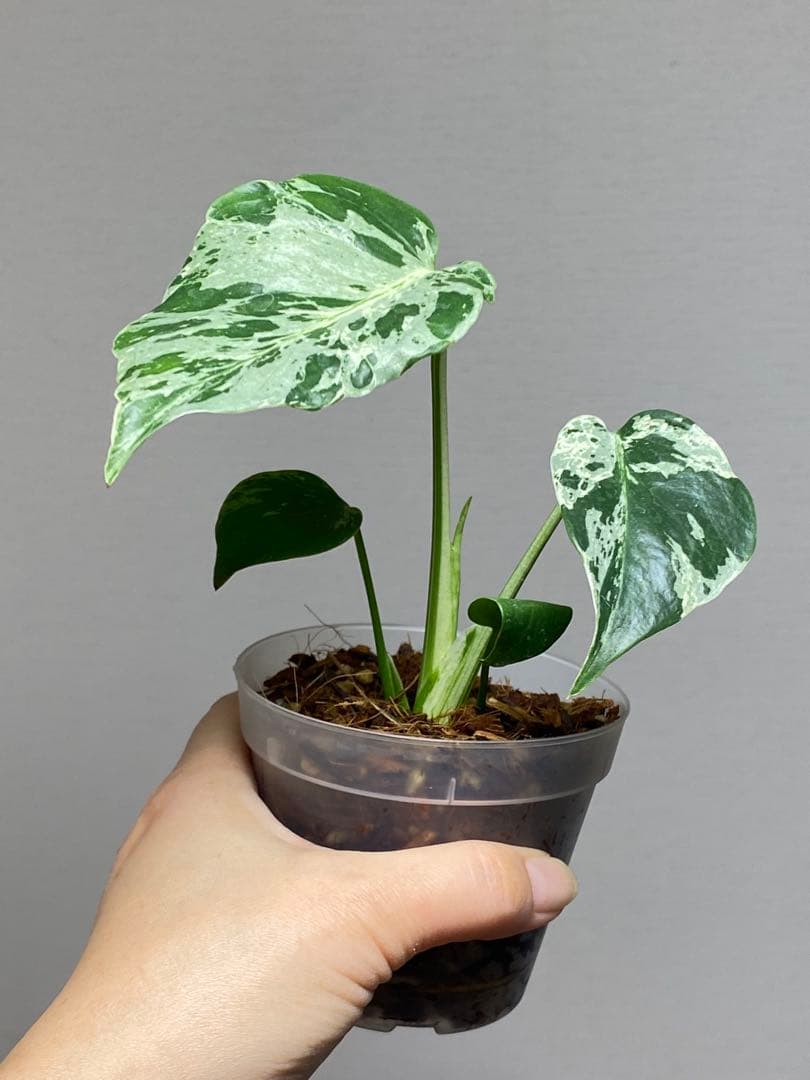 ル*ル様 【超美苗‼️】モンステラ　デリシオーサ　ベトシオーサ　バルバソー　フシ