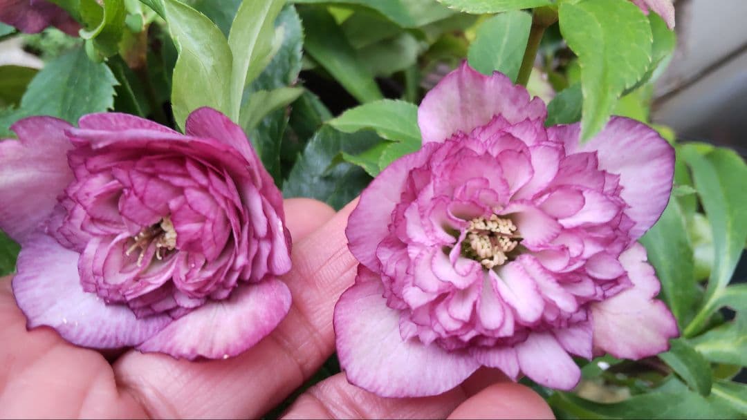 お買い得 多弁クリスマスローズ更に値下げしました。