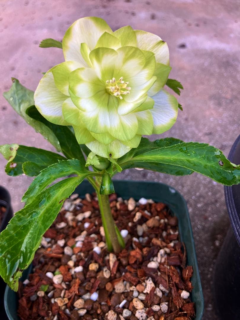 クリスマスローズ　ハート利休