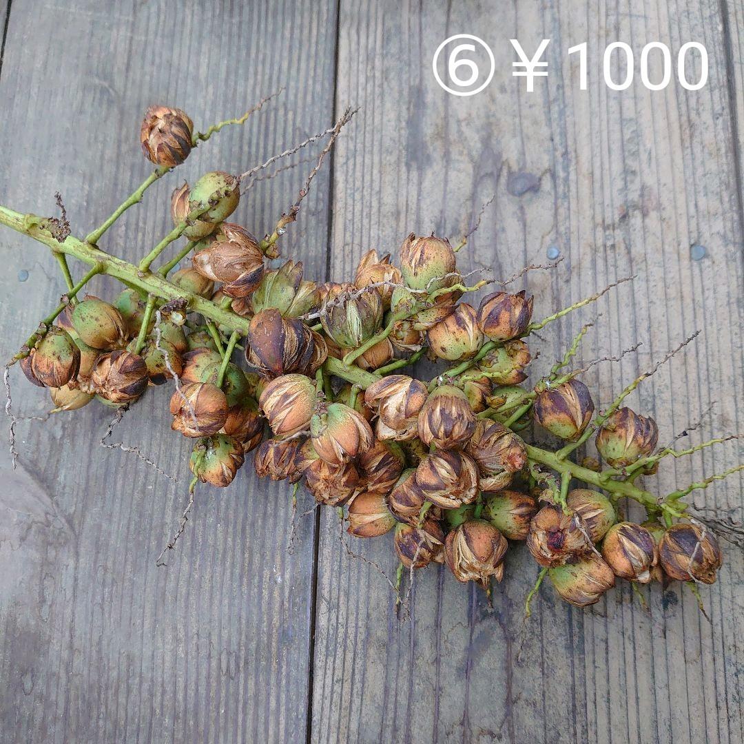 専用☆確認ページ