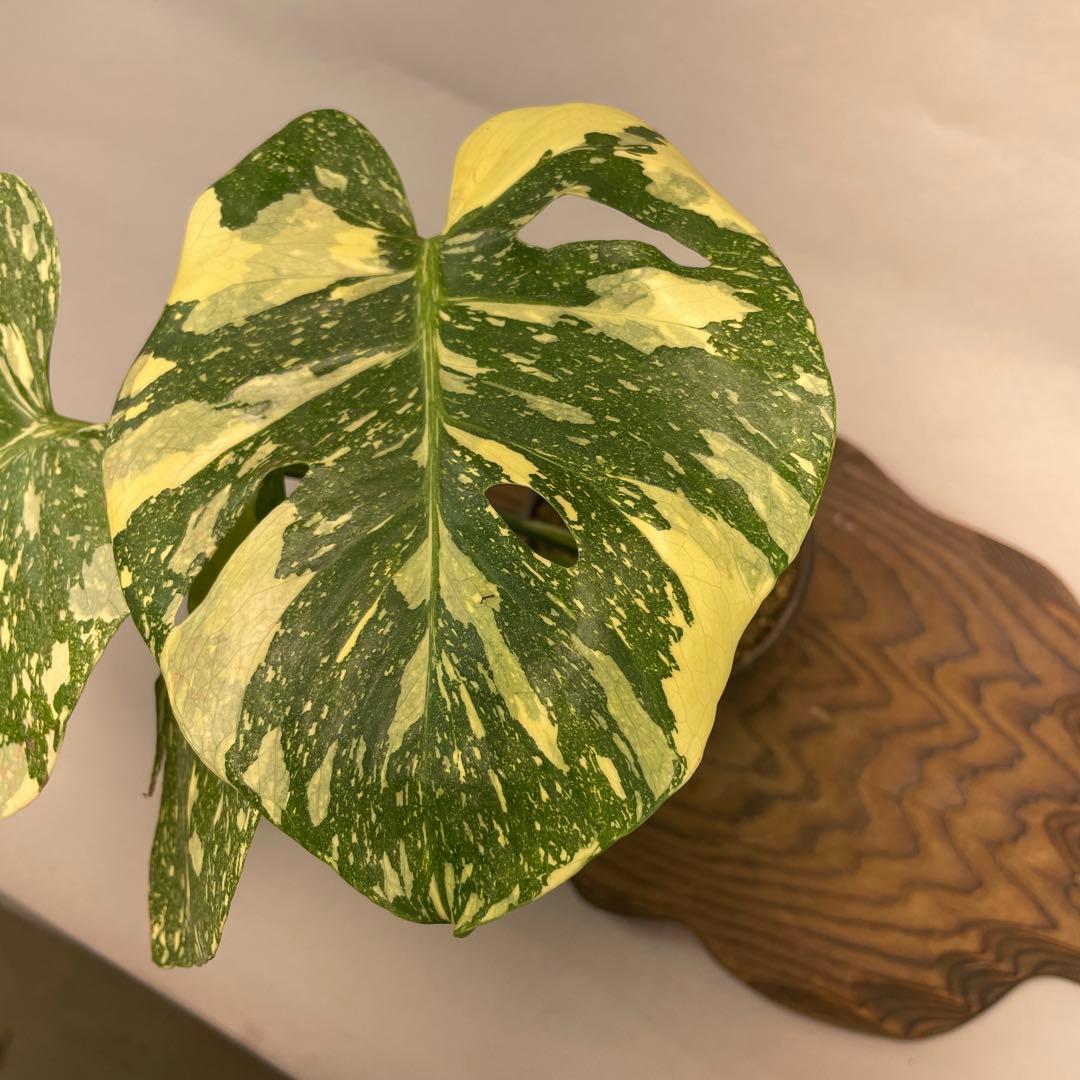 t*p様 L010 Creme Brulee モンステラ・クレームブリュレ