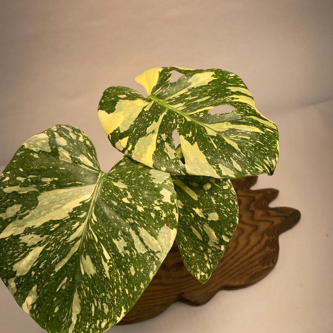 t*p様 L010 Creme Brulee モンステラ・クレームブリュレ