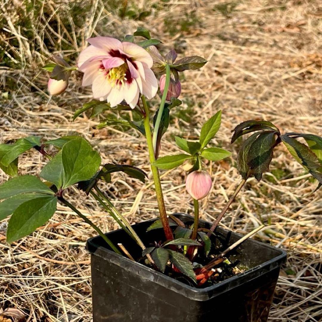 ヒ*ロ様 ☘️逞しい☘️根パンパン❤️沢山新芽❤️3202⭐️透明感ピンク⭐️ダ