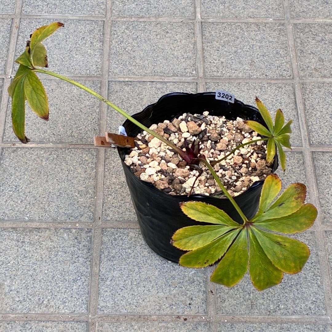 ヒ*ロ様 ☘️逞しい☘️根パンパン❤️沢山新芽❤️3202⭐️透明感ピンク⭐️ダ