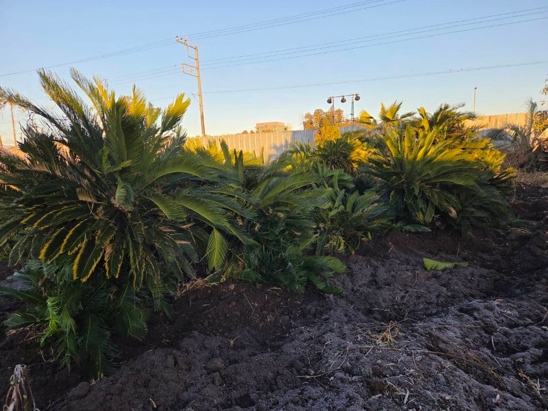 大きめのソテツ 観葉植物ソテツ　ディクソニア　ワシントンヤシ　ココスヤシ