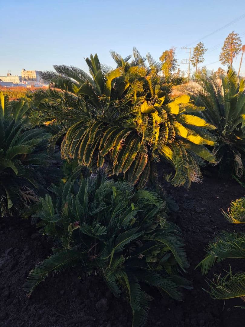 大きめのソテツ 観葉植物ソテツ　ディクソニア　ワシントンヤシ　ココスヤシ