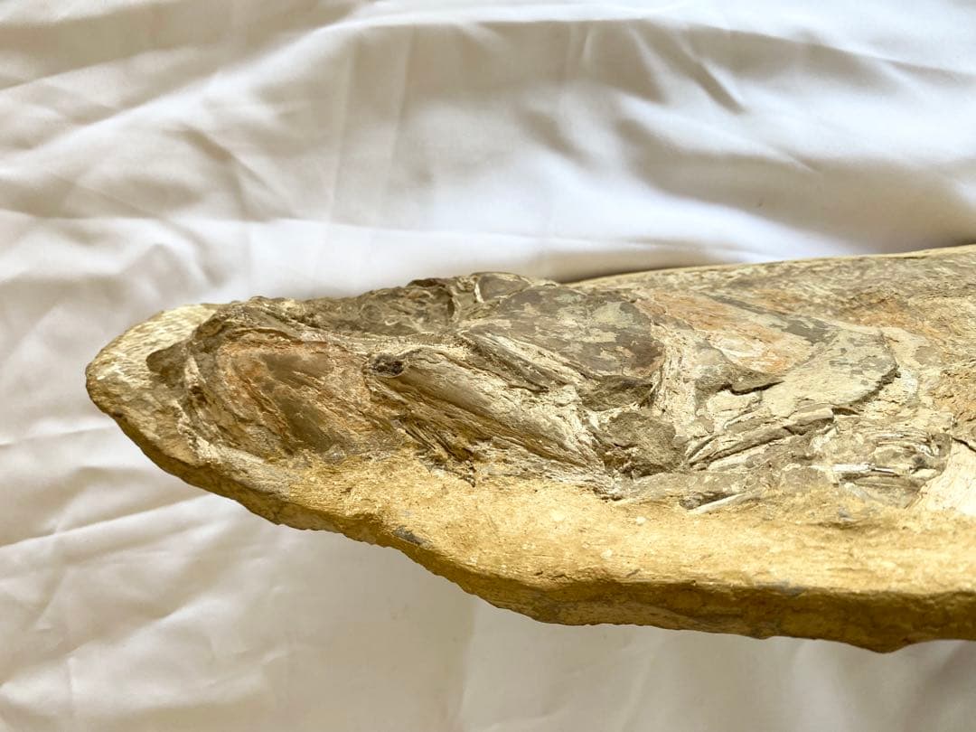 ブラジル産　魚の化石　重さ6.1kg 長さ64.2cm 幅17.5cm ③
