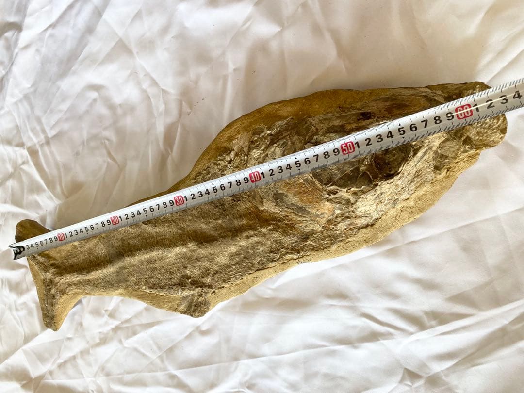 ブラジル産　魚の化石　重さ6.1kg 長さ64.2cm 幅17.5cm ③