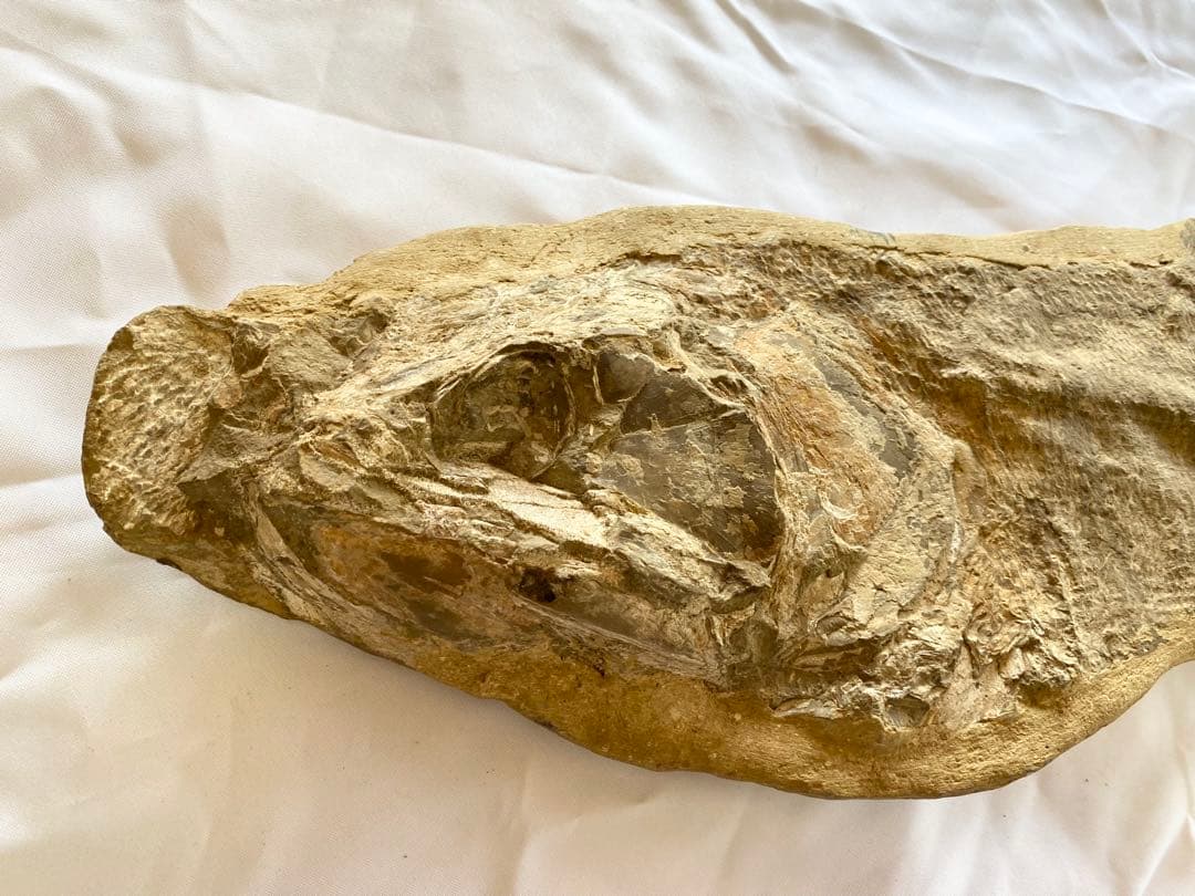 ブラジル産　魚の化石　重さ6.1kg 長さ64.2cm 幅17.5cm ③