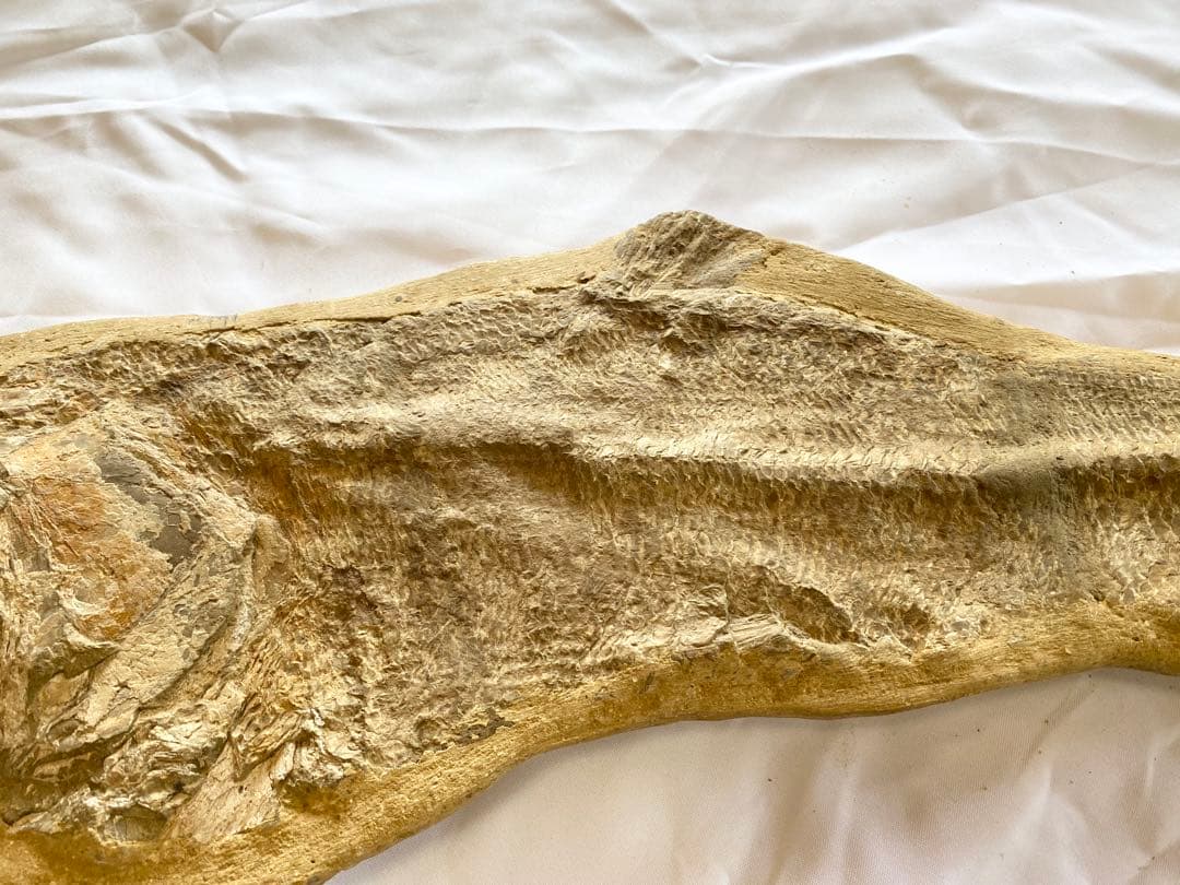 ブラジル産　魚の化石　重さ6.1kg 長さ64.2cm 幅17.5cm ③