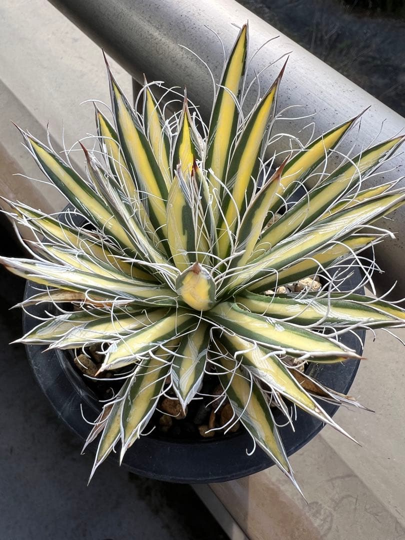 穴*ボ様 アガベ　パルビフローラ姫乱れ雪黄中斑