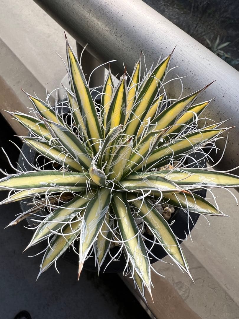 穴*ボ様 アガベ　パルビフローラ姫乱れ雪黄中斑