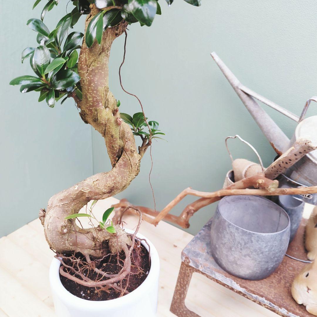 【現品】曲がり 昇り龍 ガジュマル 縁起物 白 ロングポット７