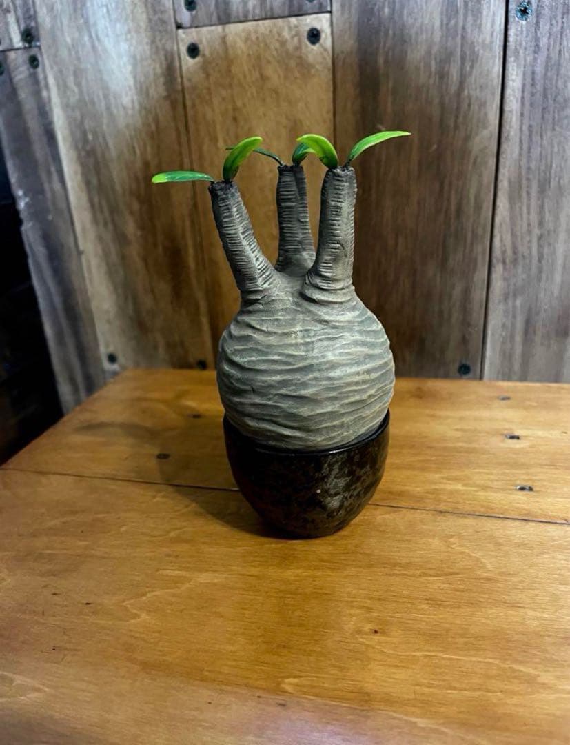 【Masa】パキポーズ　グラキリス、アガベ