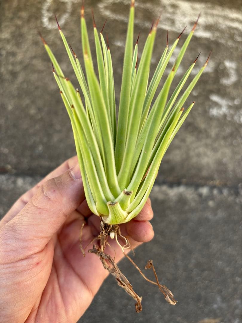 アガベ　姫吹上錦　白覆輪　ナナ　レア株