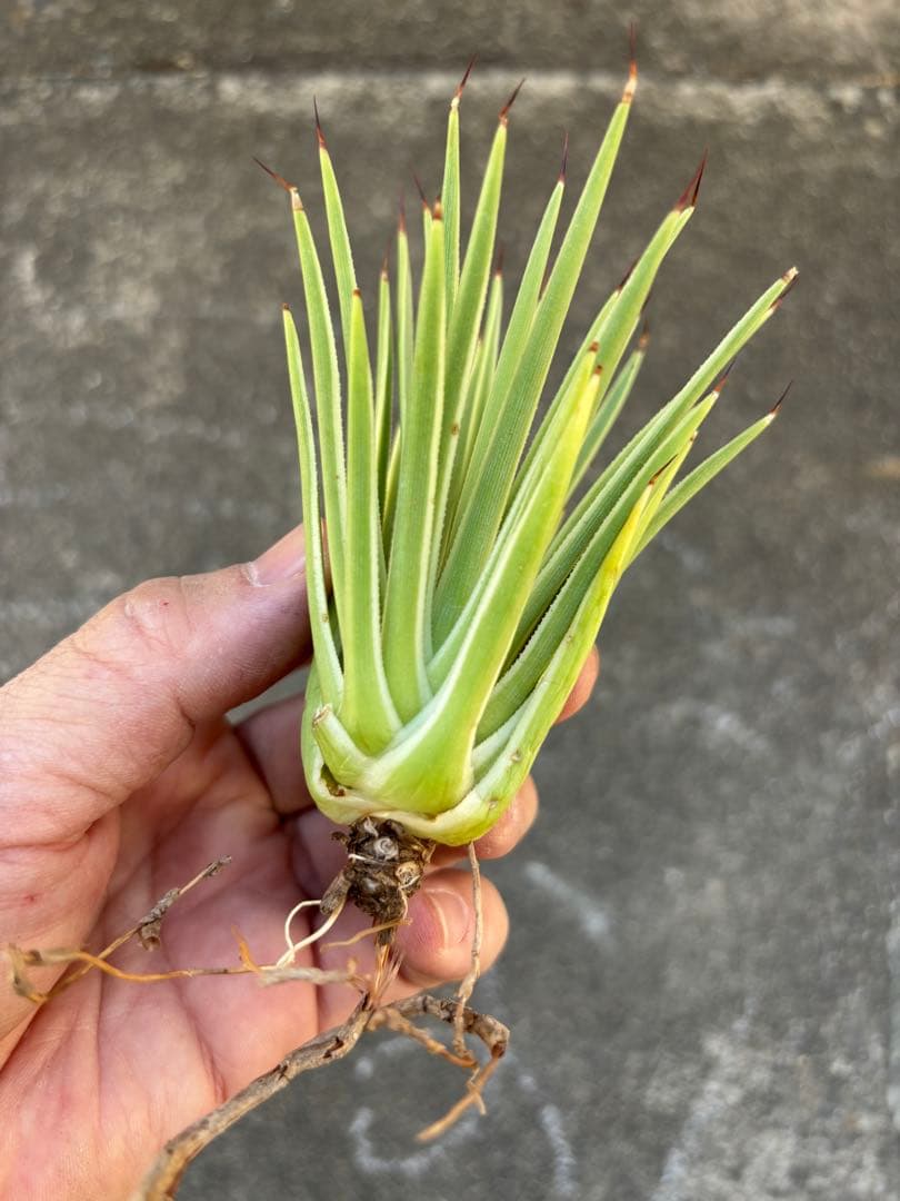 アガベ　姫吹上錦　白覆輪　ナナ　レア株