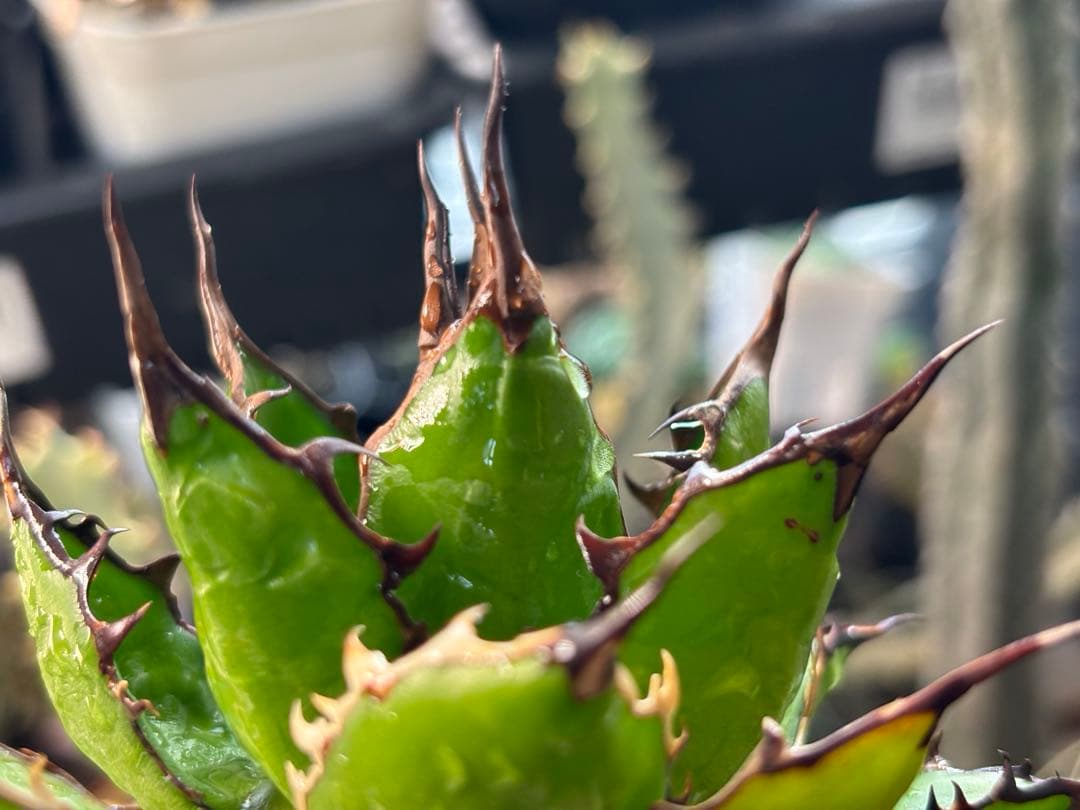 実生 妖炎短葉ホリダ 検索)オアハカ オテロイ チタノタ アガベ fo-076