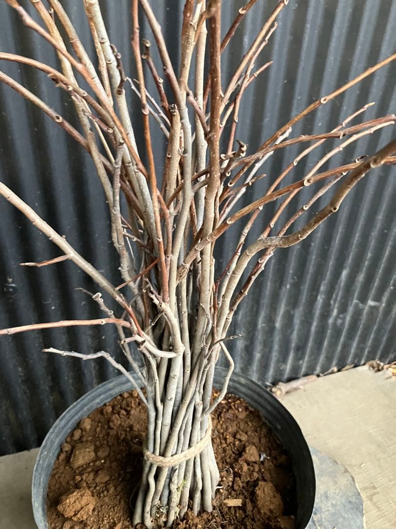 実生　ポポー　35本　台木