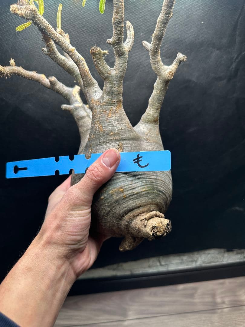 【パキポディウム_グラキリス】グラキリス 現地球 超特大サイズ 32