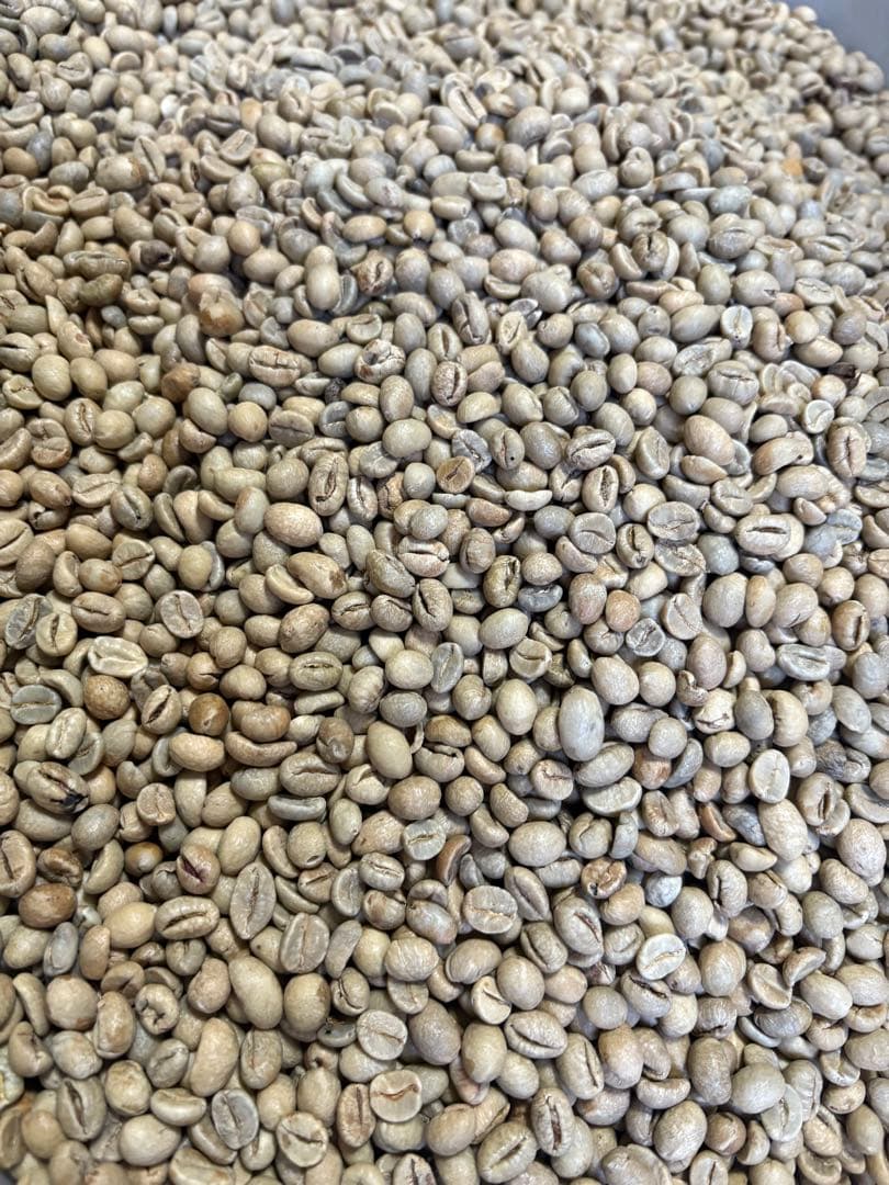 爆安!!【コーヒー生豆】タンザニアAA 8kg※送料無料