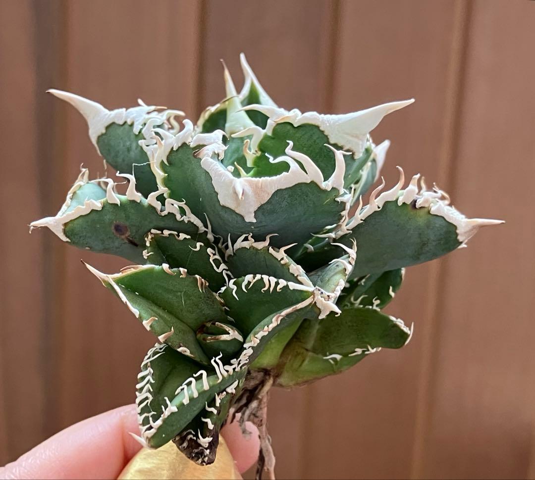 Y*i様 【初売りオークション】59 特選　子株2株付き　アガベ　チタノタ　白豪