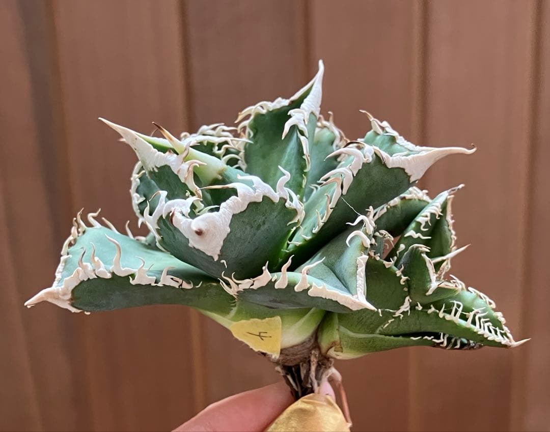 Y*i様 【初売りオークション】59 特選　子株2株付き　アガベ　チタノタ　白豪