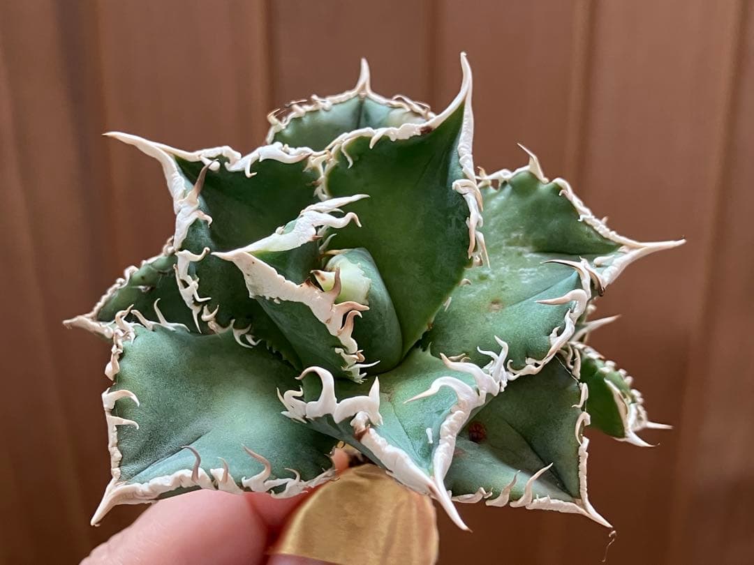 Y*i様 【初売りオークション】59 特選　子株2株付き　アガベ　チタノタ　白豪