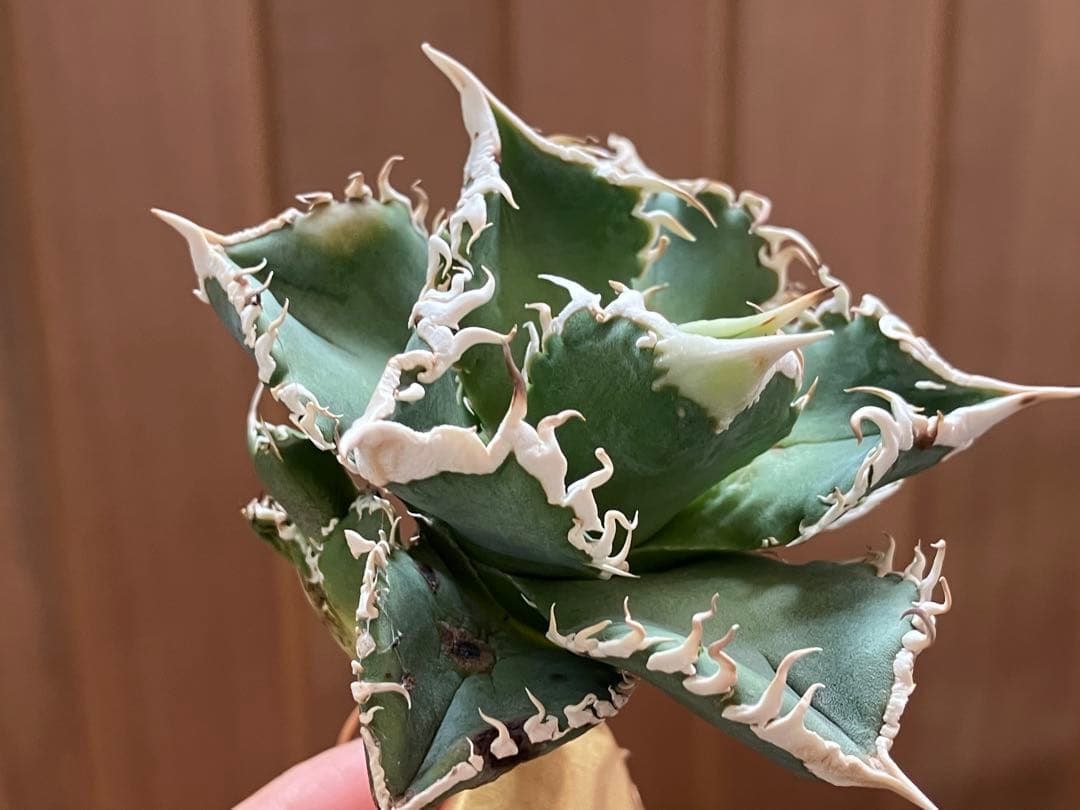 Y*i様 【初売りオークション】59 特選　子株2株付き　アガベ　チタノタ　白豪
