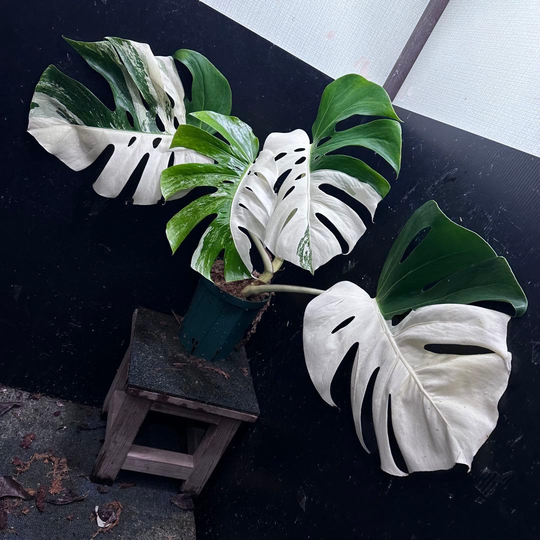 H*e様 モンステラ斑入りハーフムーンホワイトタイガー極美斑入り　　 72cm