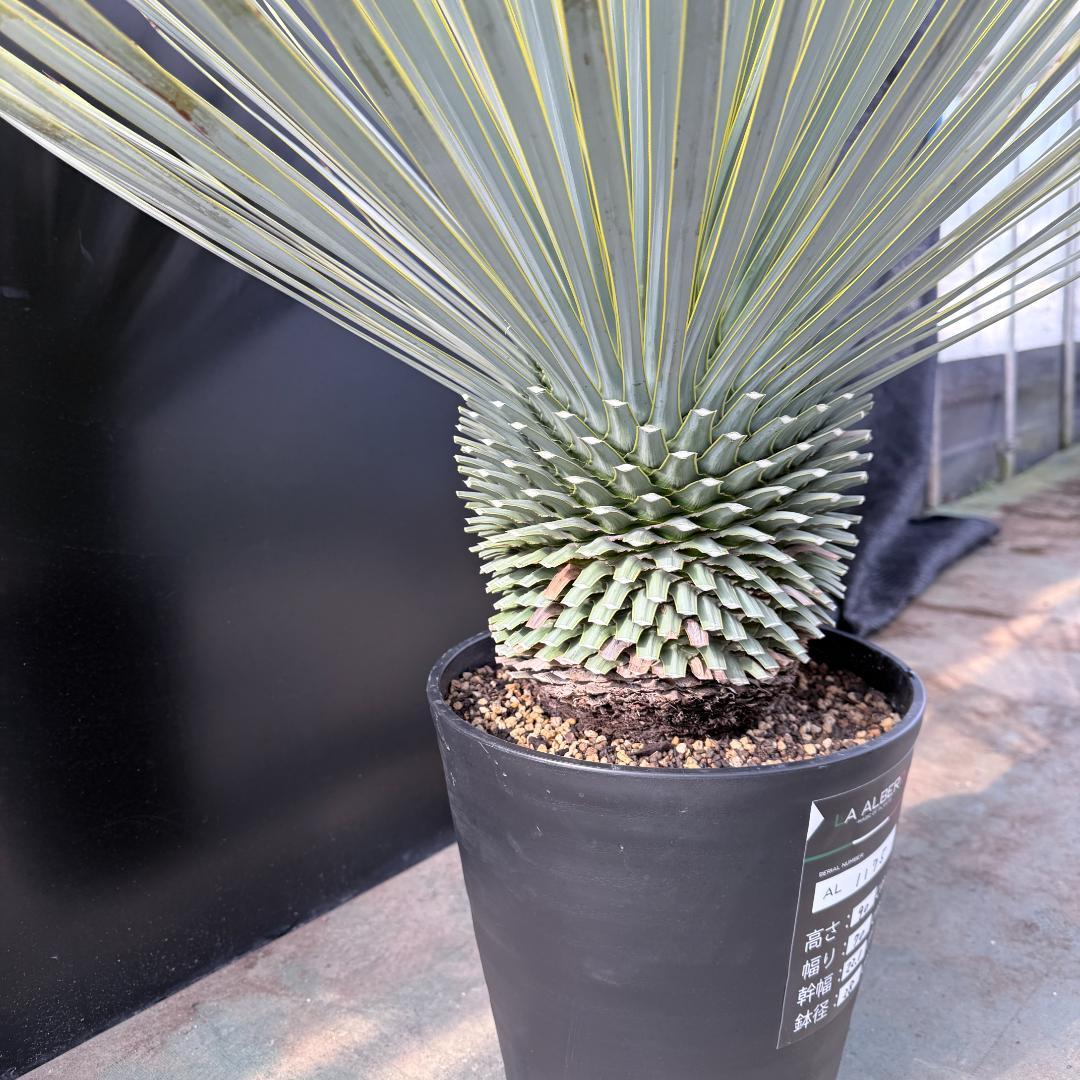 【AL1175】ユッカ　ロストラータ　極太　超美形　シルバーブルー　葉数多