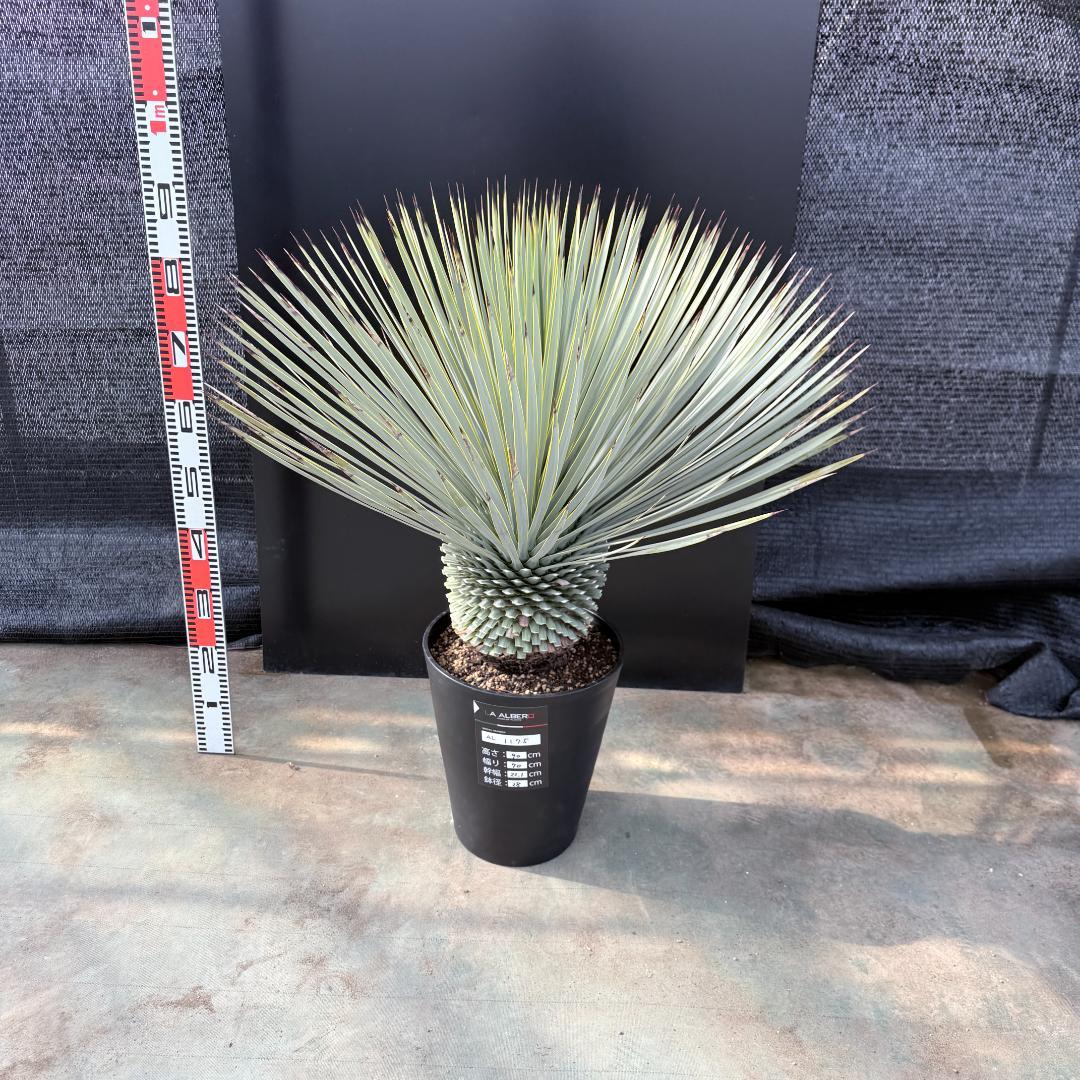 【AL1175】ユッカ　ロストラータ　極太　超美形　シルバーブルー　葉数多