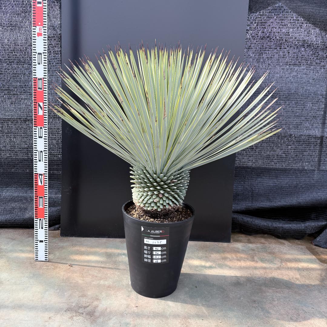 【AL1175】ユッカ　ロストラータ　極太　超美形　シルバーブルー　葉数多