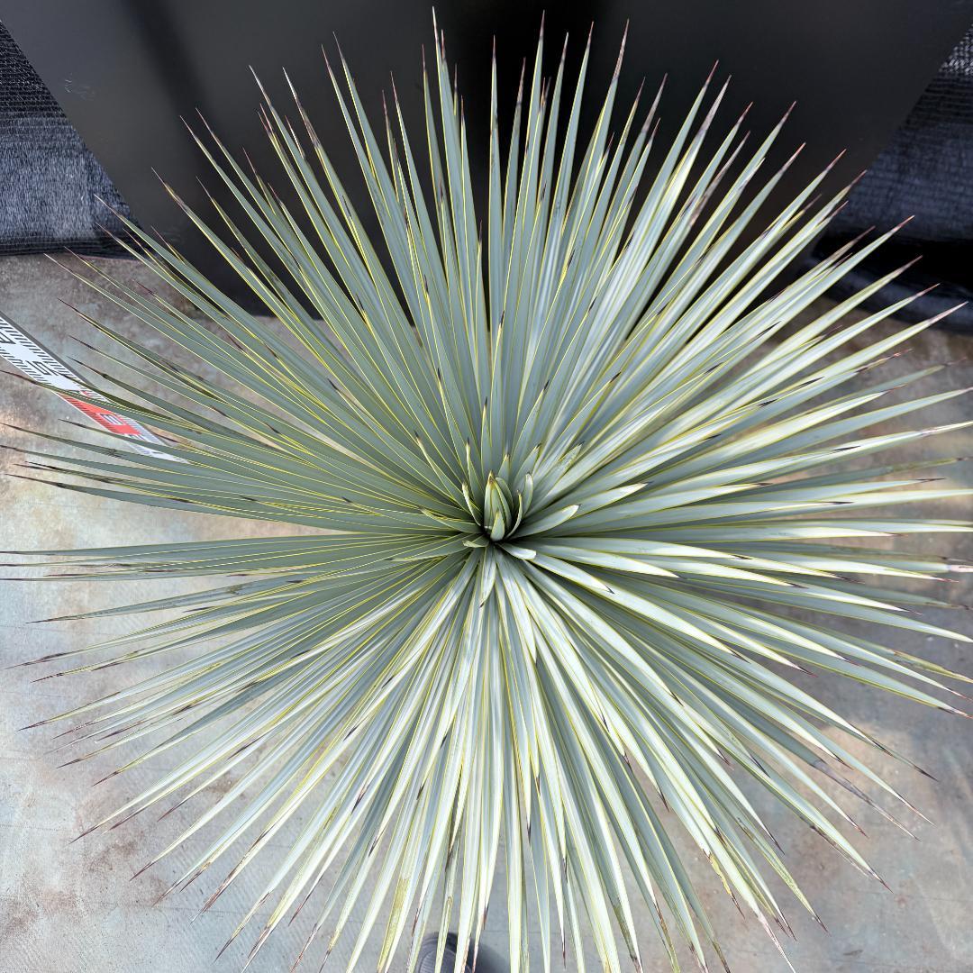 【AL1175】ユッカ　ロストラータ　極太　超美形　シルバーブルー　葉数多