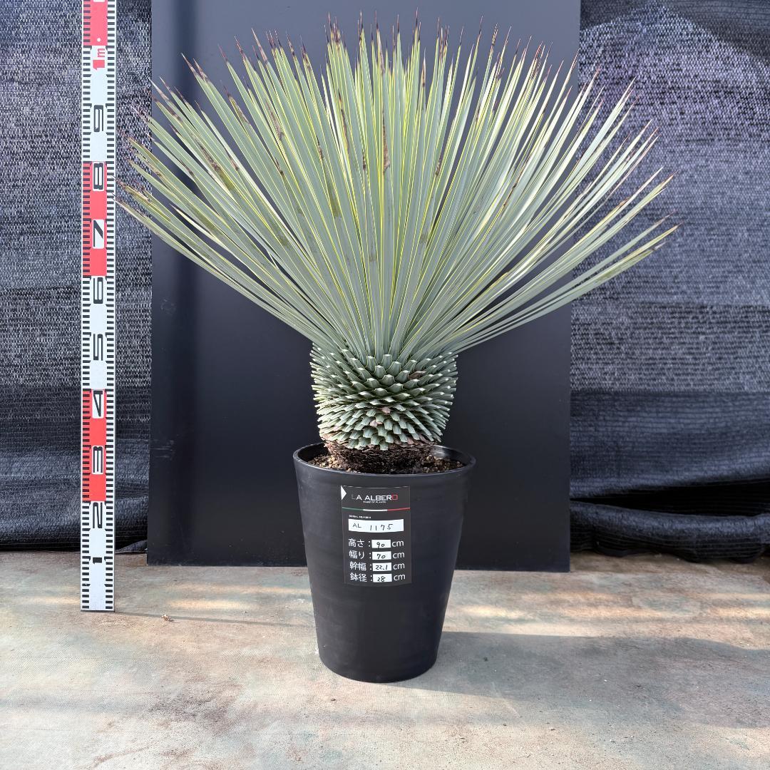 【AL1175】ユッカ　ロストラータ　極太　超美形　シルバーブルー　葉数多