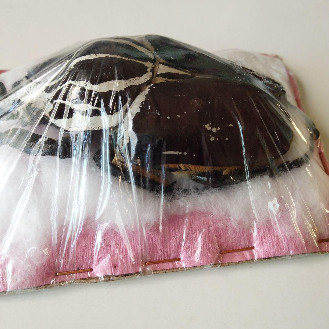 ゴライアスオオツノハナムグリ　昆虫標本　剥製