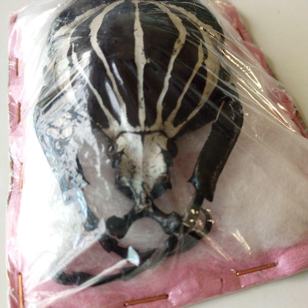 ゴライアスオオツノハナムグリ　昆虫標本　剥製