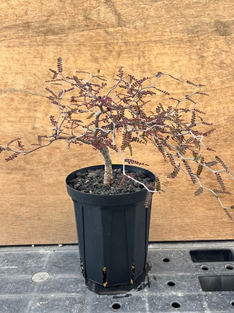 オペルクリカリア　パキプス　実生株