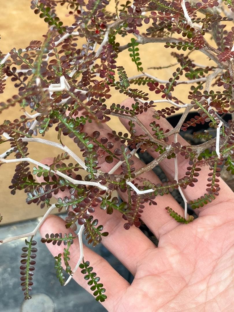 オペルクリカリア　パキプス　実生株