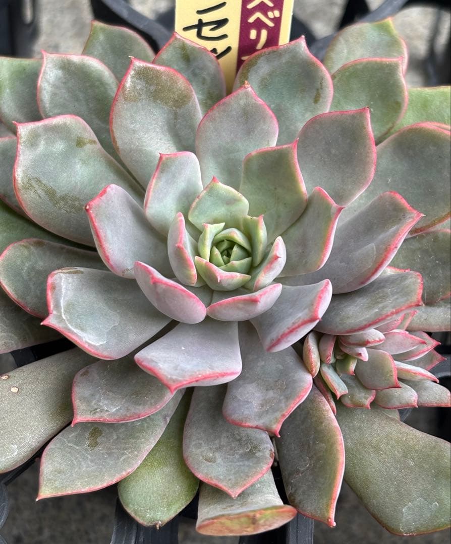 ミックスベリア 6種類 札付き②(1月6日撮影)