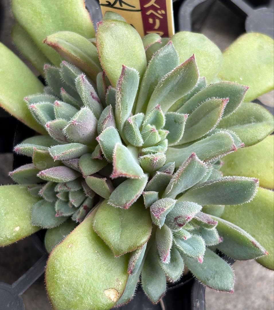 ミックスベリア 6種類 札付き②(1月6日撮影)