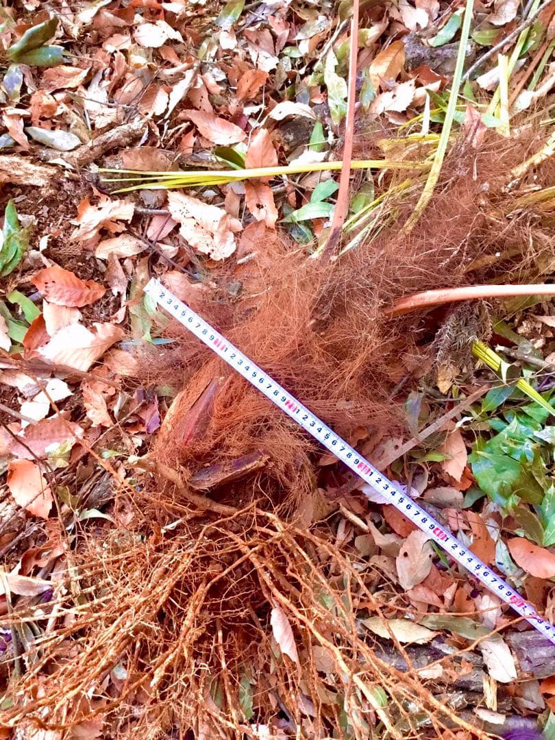 完売　天然＊野生のシュロの木/シュロの大木/棕櫚の木/苗木