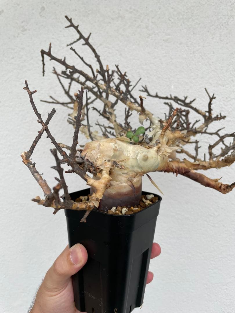 コミフォラ　カタフ　ピュア